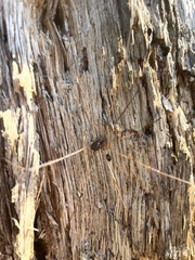 Leiobunum bimaculatum