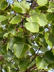 Cheirodendron platyphyllum