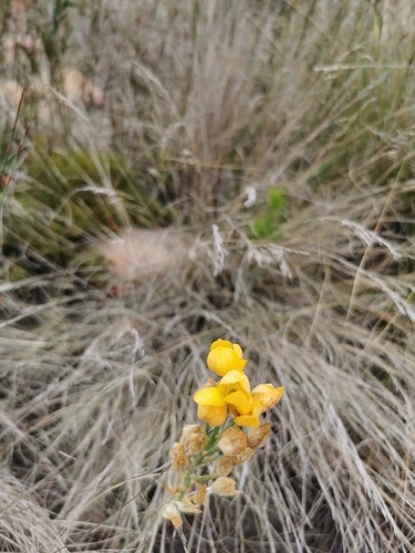 Image of Ornithogalum dubium by (c) Barbara le Roux, some rights reserved (CC BY-SA)