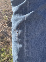 Leiobunum bimaculatum