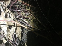 Rieppeleon kerstenii