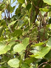 Cheirodendron platyphyllum