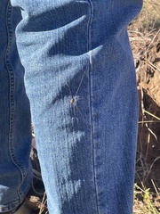 Leiobunum bimaculatum