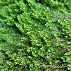 Hygrohypnum luridum