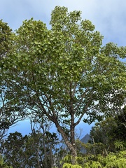 Cheirodendron platyphyllum