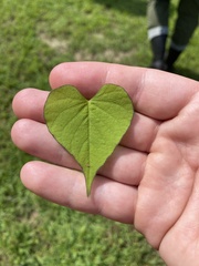 Ipomoea lacunosa