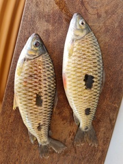 Characiformes