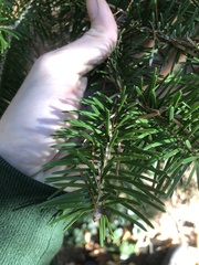 Abies holophylla