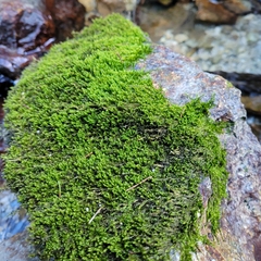 Hygrohypnum luridum