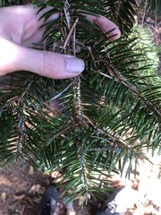 Abies holophylla
