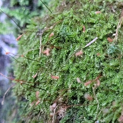 Campylophyllum halleri