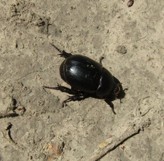 Pentodon idiota