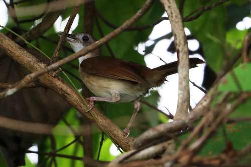 iNaturalist image