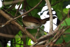 Illadopsis puveli puveli