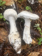 Amanita smithiana