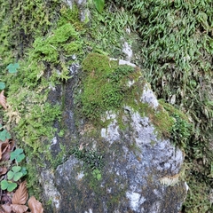Campylophyllum halleri