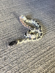 Lampropeltis splendida