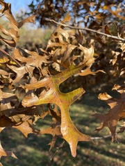 Quercus palustris