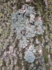 Pleurosticta acetabulum