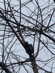 Sciurus carolinensis