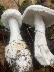 Amanita smithiana