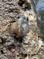 Bunodosoma cavernatum