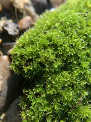 Syntrichia virescens