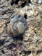 Bunodosoma cavernatum