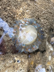 Bunodosoma cavernatum