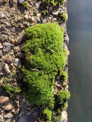 Syntrichia virescens