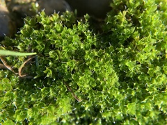 Syntrichia virescens