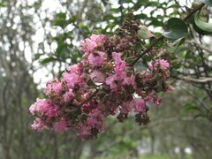 Lagerstroemia indica