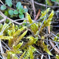 Hypnum cupressiforme lacunosum