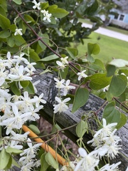 Clematis