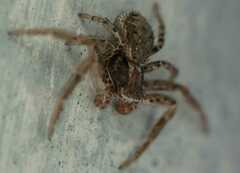 Xysticus