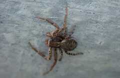 Xysticus