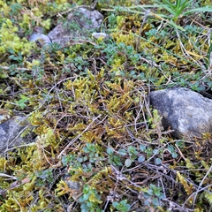 Hypnum cupressiforme lacunosum