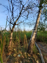 Betula pendula