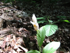 Cephalanthera damasonium