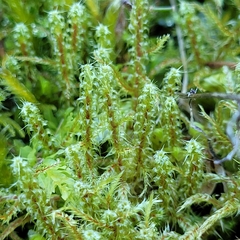 Rhytidiadelphus squarrosus