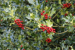 Ilex aquifolium