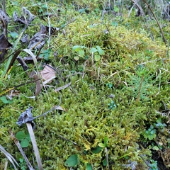 Rhytidiadelphus squarrosus