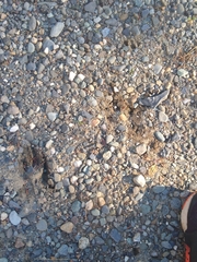 Vertebrata
