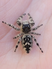 Phidippus otiosus