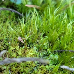 Flexitrichum gracile