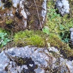 Flexitrichum gracile