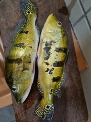 Cichla ocellaris