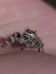 Phidippus otiosus