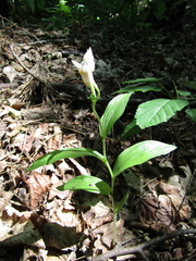 Cephalanthera damasonium