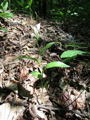 Cephalanthera damasonium